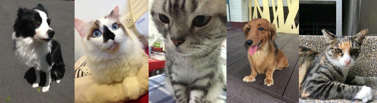 【毛小孩】寵物溝通初體驗，神奇的心靈之聲～（文長）