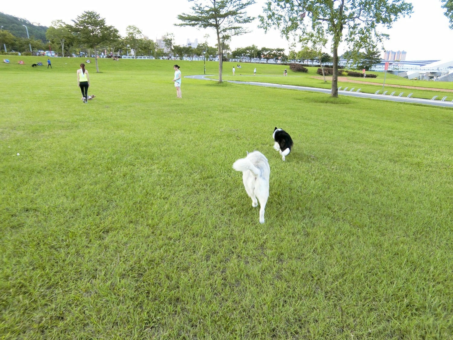 【毛小孩】｜新店｜陽光運動公園 在城市中也能讓毛小孩放手奔跑的好去處～