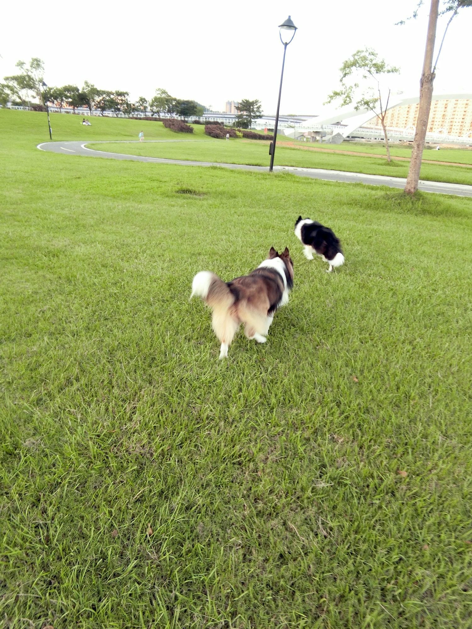 【毛小孩】｜新店｜陽光運動公園 在城市中也能讓毛小孩放手奔跑的好去處～