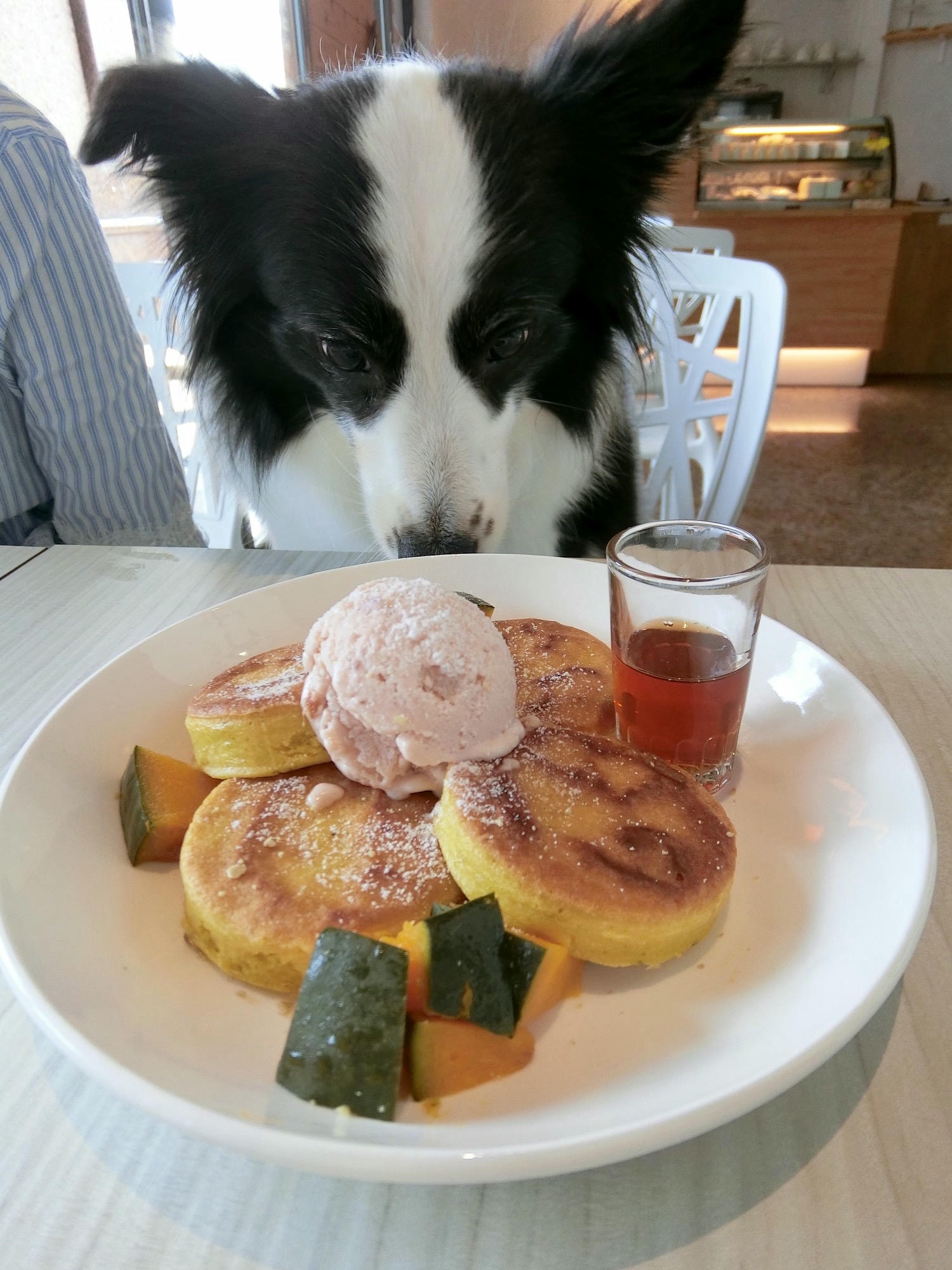 【毛小孩】｜永和｜寵咖啡，一起跟毛孩吃親子餐一邊看著公園綠地～好悠閒