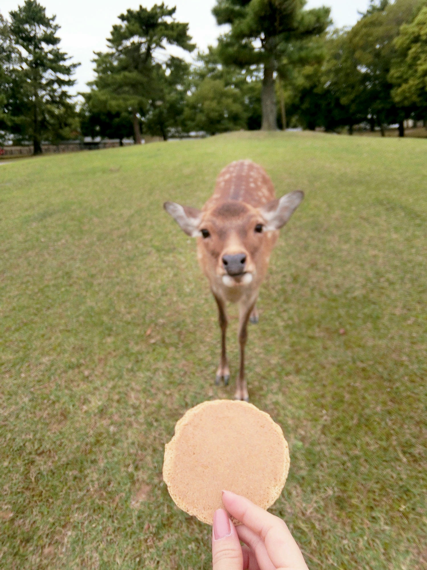 【大阪自由行】Mus的5天4夜大阪懶人遊～環球影城、心齋橋、道頓崛、奈良公園、浪漫夜景（上篇）