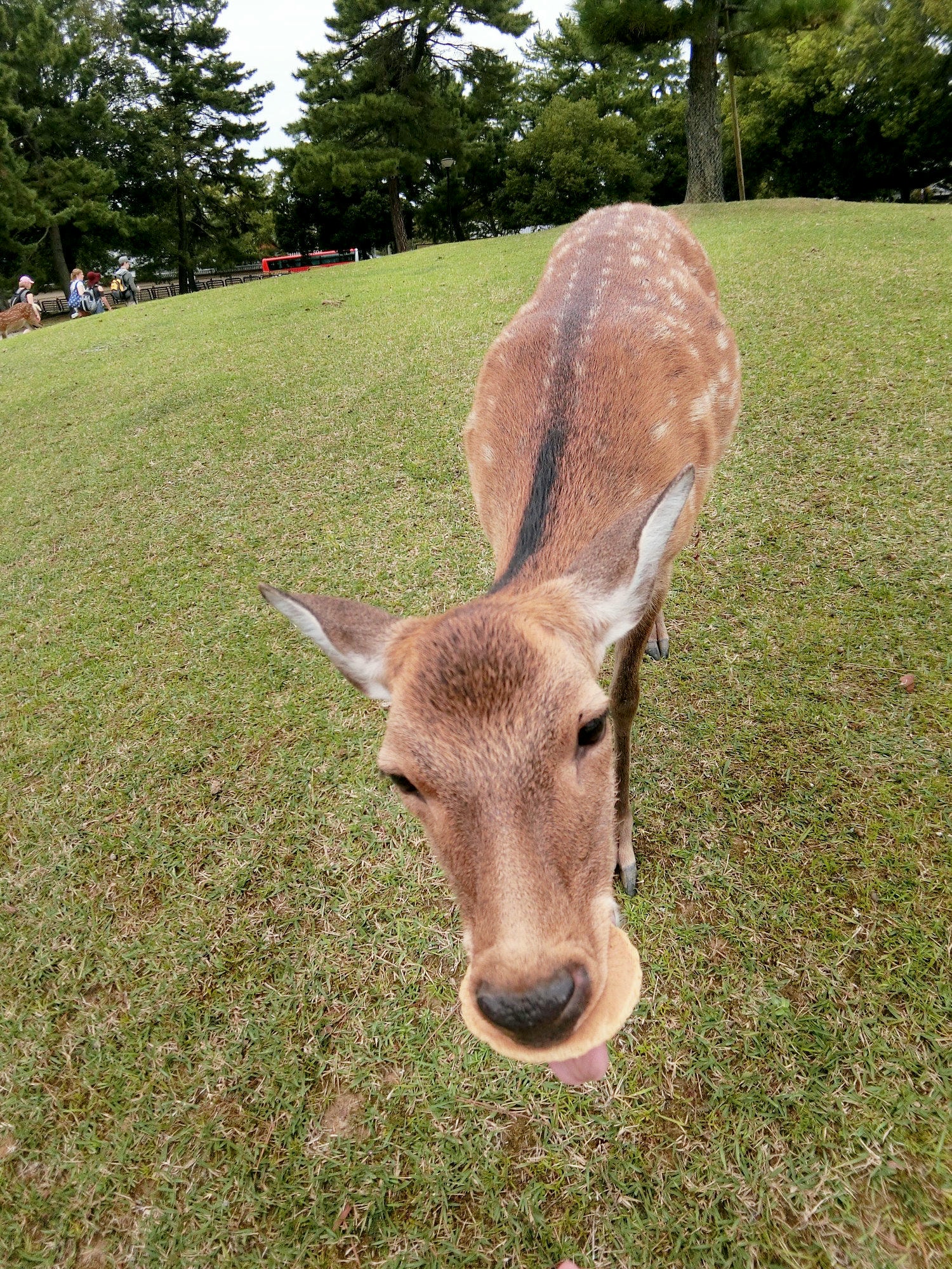 【大阪自由行】Mus的5天4夜大阪懶人遊～環球影城、心齋橋、道頓崛、奈良公園、浪漫夜景（上篇）